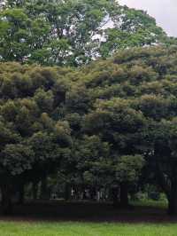在東京代代木公園，與狗狗共度療癒時光