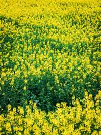 【4月限定】德陽最美油菜花地圖，快收藏！