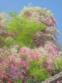 在園博園，看到了春日賞花天花板