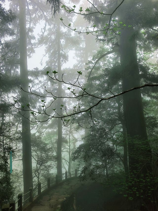 逃離城市•低能量旅行天目山度假攻略