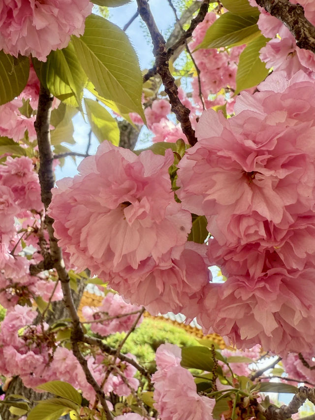 花雨輕落，國會大道的春日私語