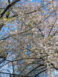 🌸四月大阪城公園，櫻花絕美之境