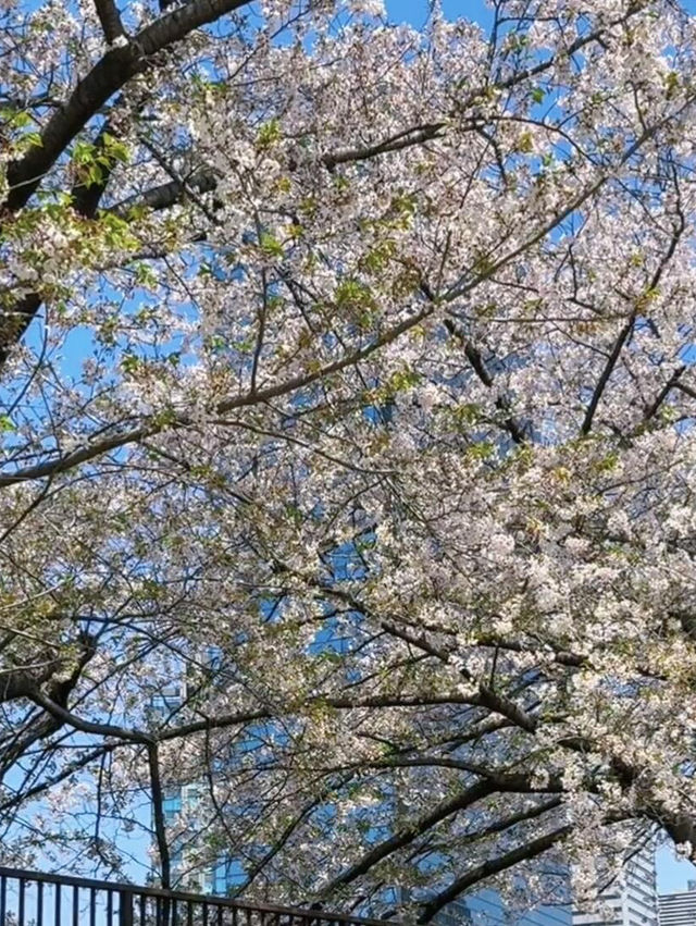 🌸四月大阪城公園，櫻花絕美之境
