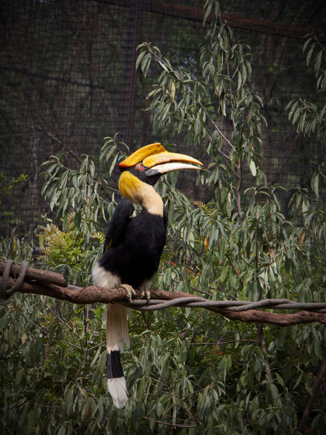 Zoo Walk | 唔好錯過雲南野生動物園嘅春天