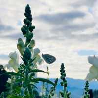 Refreshing Views in Atok, Benguet