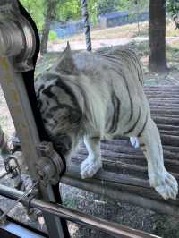 五月出遊第一站，秦嶺野生動物園嗨翻天！