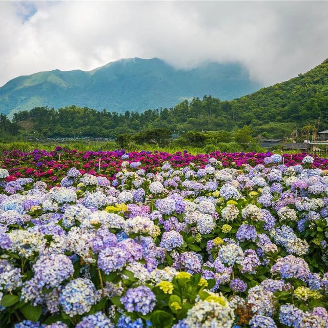 初夏台灣旅行必去的浪漫繡球花田