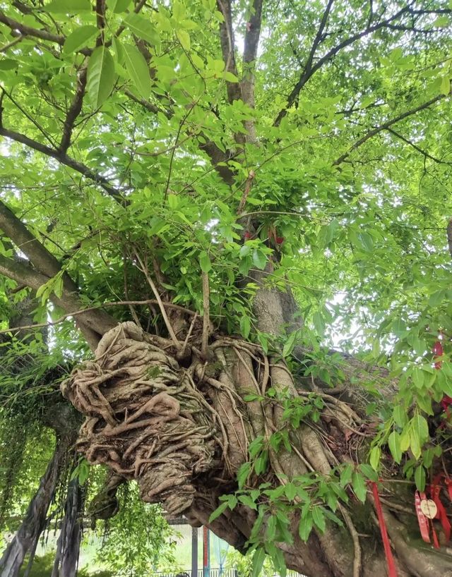 千年古榕，寧靜悠閒的古鎮