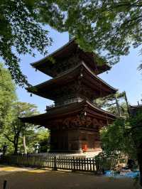 東京豪德寺交通全攻略：尋訪「招財貓故鄉」的清幽路徑 