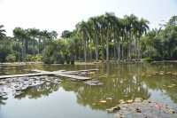 西雙版納熱帶植物園：熱帶植物王國