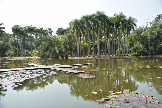 西雙版納熱帶植物園：熱帶植物王國