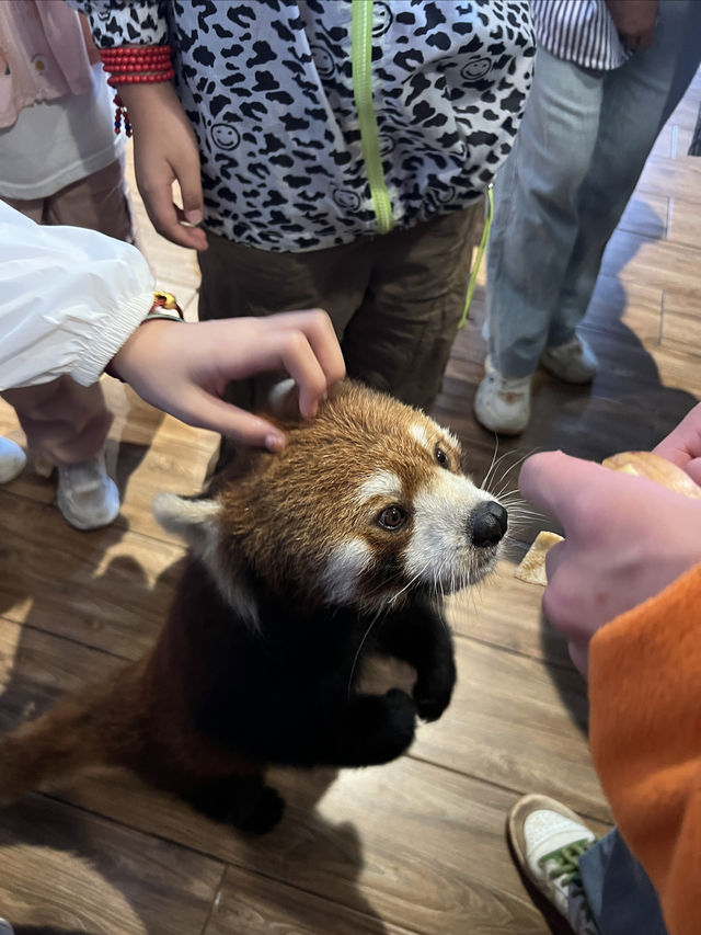 普洱小熊貓莊園｜同小朋友一齊入住人生必住酒店！
