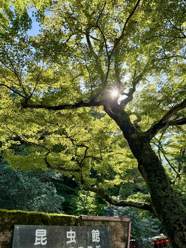 森林與市集交織的午後時光