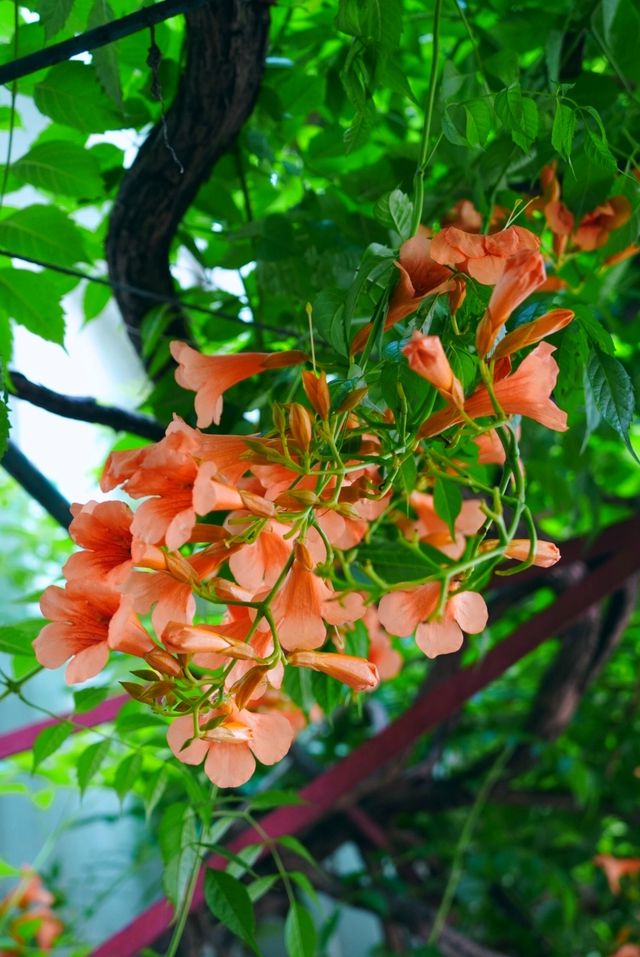 蘇州皇廢基凌霄花盛放