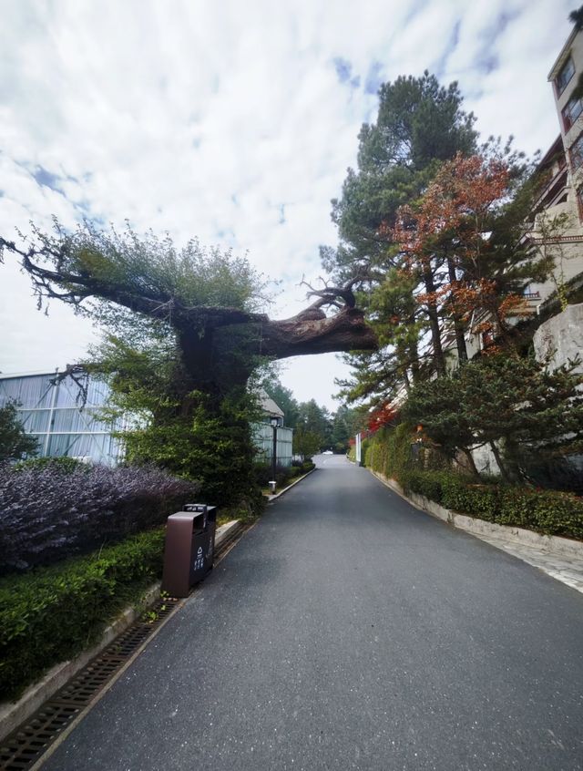 皖南秘境記：恩龍木屋村的日與夜