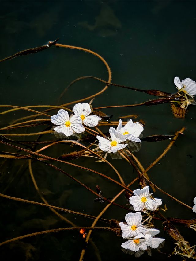 瀘沽湖嘅最後一瞥