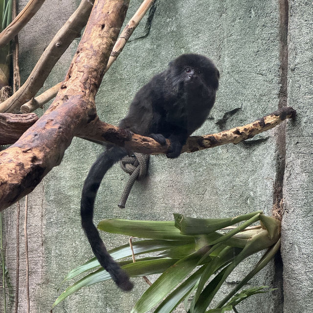 【カナダ バンクーバー】カナダ国内最大級の水族館🦭