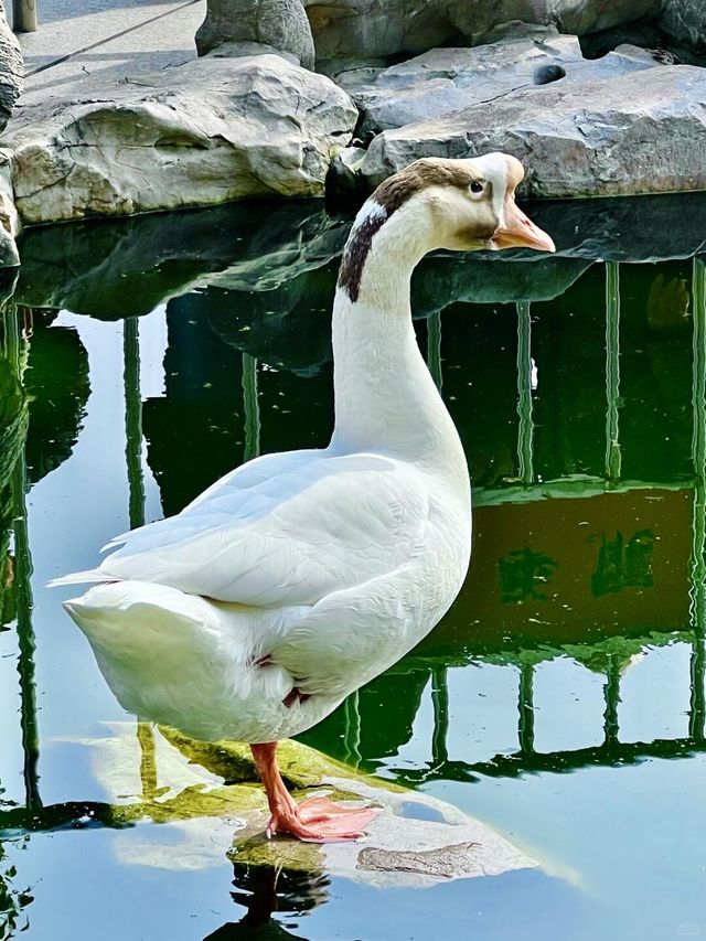 上海龍華寺必打卡 大體驗