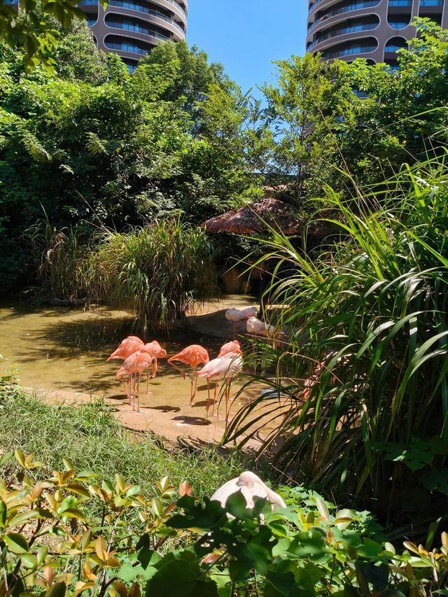 湖州龍之夢動物園全攻略｜親子/情侶/長者遊玩指南