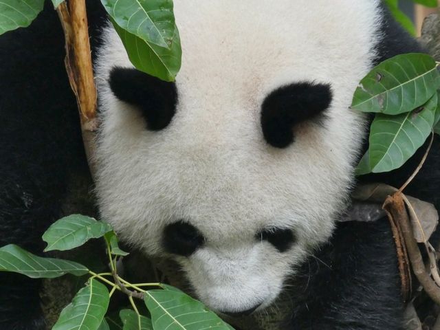 Chengdu Panda Base