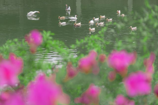 清華樸園處處是風景