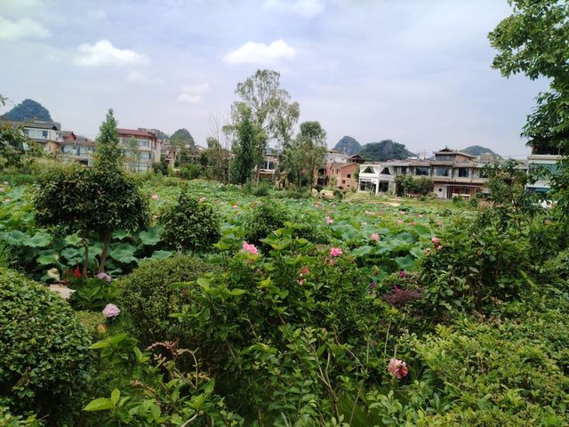普者黑的如山如宿民宿,推窗即見荷塘美景,讓人心靈治癒。 普者黑的如山如宿民宿,推窗即見荷塘美景,讓人心靈治癒。