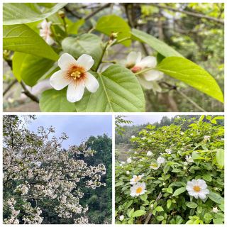 🌿資江踏春：乘筏賞綠，遇見春日限定的山水詩