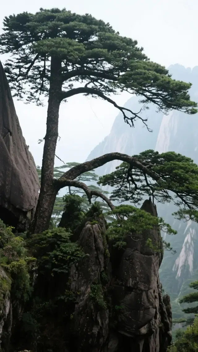 Sea of Clouds, Strange Pines, Peculiar Rocks, Sunrise, National Day Huangshan 3 Days 2 Nights 3000 RMB Summit Attack