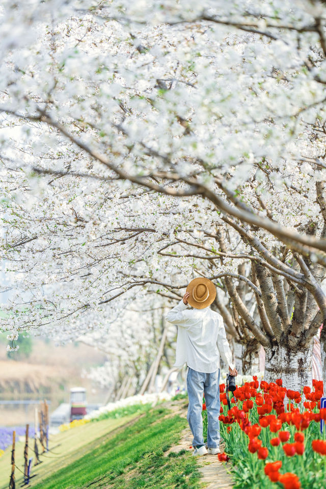 寧波前灣賞花攻略｜春日限定浪漫，邂逅花海
