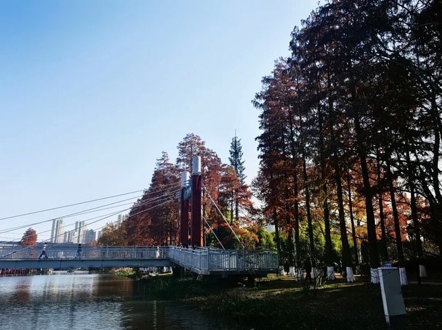 誤入童話世界，青山公園三色治癒之旅:

一、秋日必賞三絕：定格不同色系的秋景
 
1. 銀杏大道·鎏