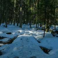 🌲 Helsinki Forests in Winter – Endless Walks in Silent Snow