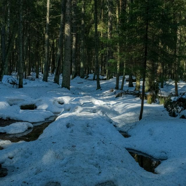 🌲 Helsinki Forests in Winter – Endless Walks in Silent Snow