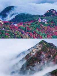 泰山之巔，雲海與秋色撞了個滿懷！