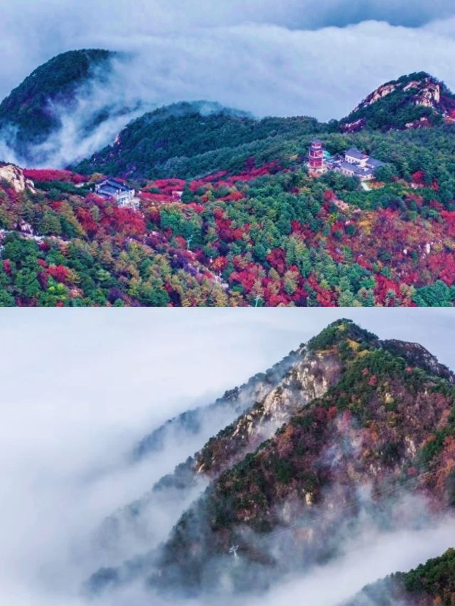 泰山之巔，雲海與秋色撞了個滿懷！
