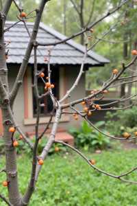 驚嘆杭州周邊六大柿子林秋日限定紅葉拍攝攻略
