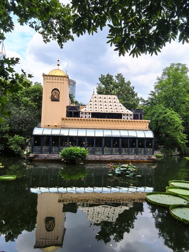 人民公園最後一群睡蓮！天氣好冷植物都撐不住了
