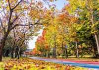 秋天就要逛公園！來雙珠公園看秋色斑斕！