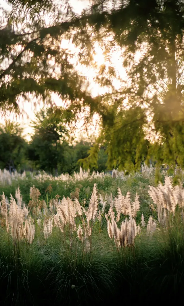 10.17上海小眾粉黛公園沒想到這麼美!! 10.17上海小眾粉黛公園沒想到這麼美!!