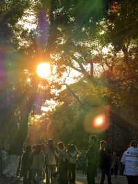 青島秋冬:闖進漫畫裡的治癒幀