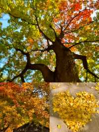 京城賞秋天花板地壇銀杏大道美到失語