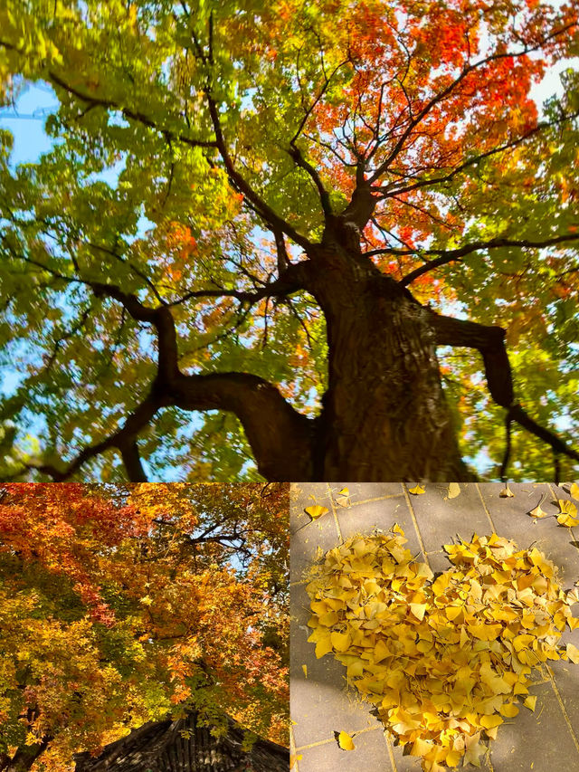 京城賞秋天花板地壇銀杏大道美到失語