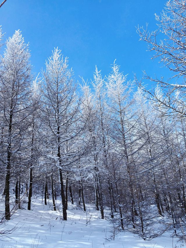 樺皮嶺踏雪：樺皮嶺會懲罰每一個不帶工具的人！