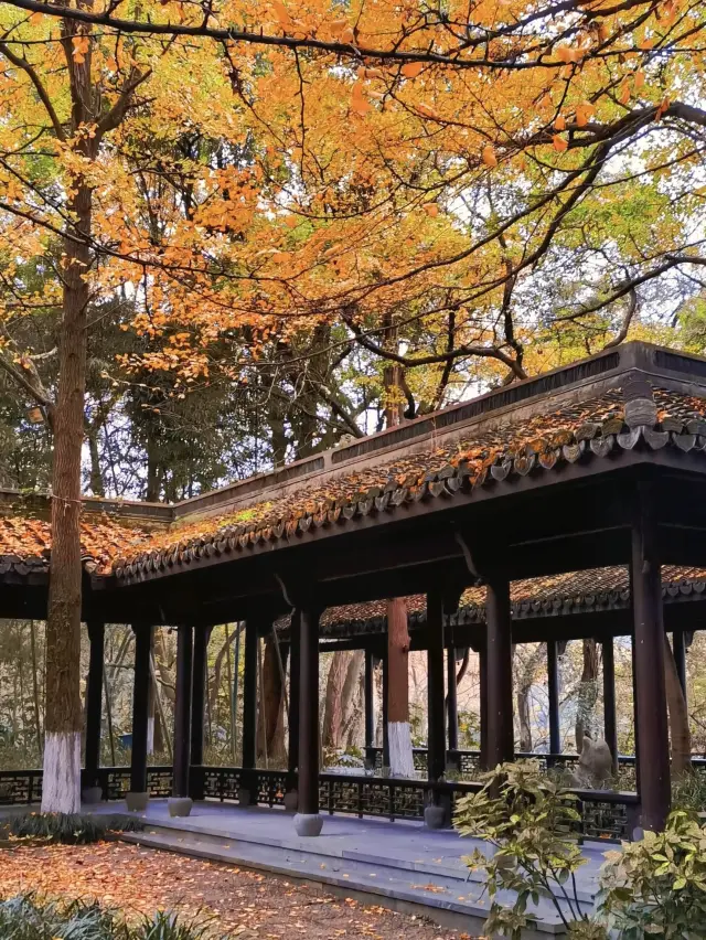 Hangzhou Autumn Exclusive: Full Reveal of the Best Photo Spots for Ginkgo at Dafosi Temple!