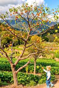 天下第一水，楠溪江歡迎你打卡