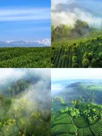 蒙頂山登天蓋寺觀雲海觸摸天空的藍