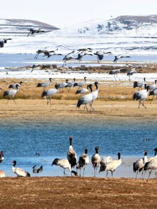 Vẻ đẹp tuyết trắng của Dashanbao, Zhaotong: Cuộc gặp gỡ mùa đông với loài sếu cổ đen