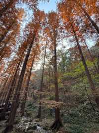 本週北京賞秋的尾巴，倒數計時！還有10處選擇