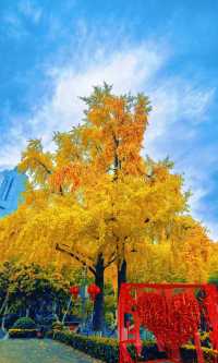 南京必打卡！紅牆銀杏出片神地，比故宮人少好看！