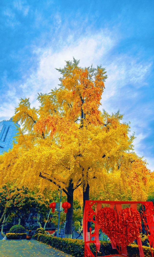 南京必打卡！紅牆銀杏出片神地，比故宮人少好看！