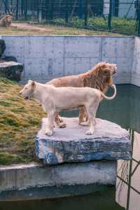 宿遷森迪自駕封神!開著車闖進動物狂歡局